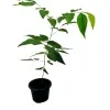 Ehela (Golden Shower) Plant - image 3