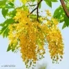 Ehela (Golden Shower) Plant - image 4