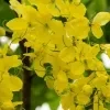 Ehela (Golden Shower) Plant - image 5