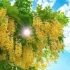 Ehela (Golden Shower) Plant - image 6