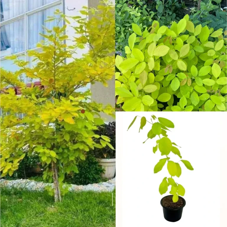 Golden legium ( kaha karanda ) plant - image 1