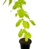 Golden legium ( kaha karanda ) plant - image 2