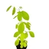 Golden legium ( kaha karanda ) plant - image 3