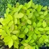 Golden legium ( kaha karanda ) plant - image 4