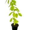 Golden legium ( kaha karanda ) plant - image 5