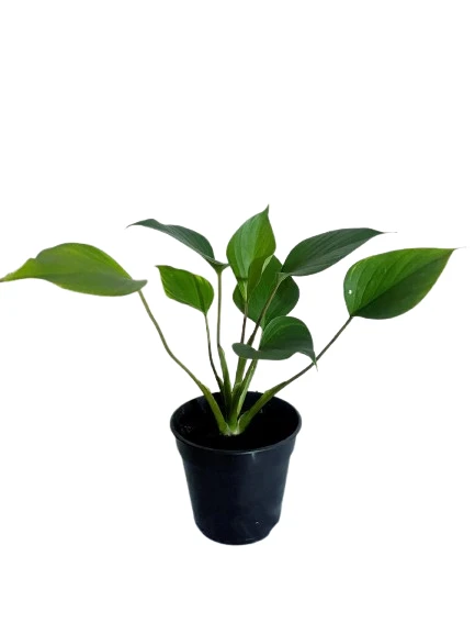 Homalomena Emerald Gem Plant - image 2