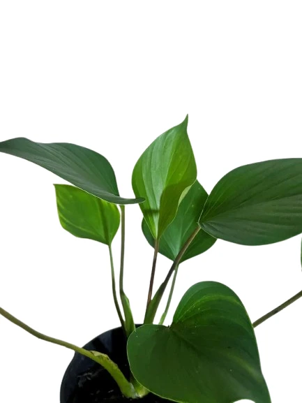 Homalomena Emerald Gem Plant - image 3