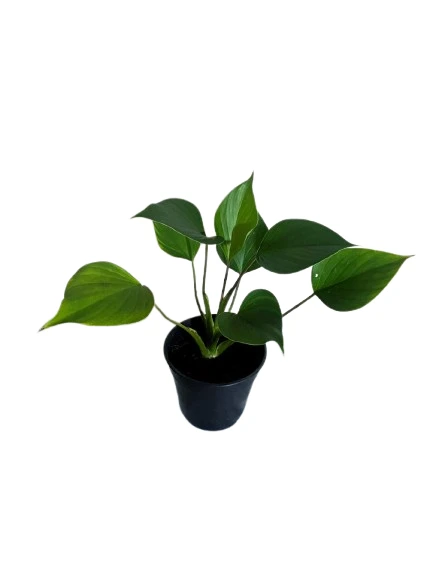 Homalomena Emerald Gem Plant - image 4