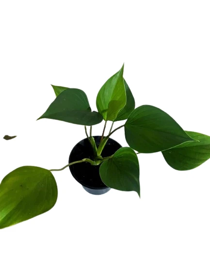 Homalomena Emerald Gem Plant - image 5