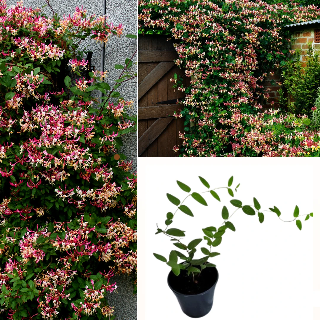 honeysuckle plant