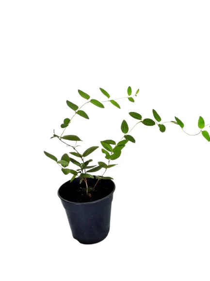 honeysuckle plant - image 3