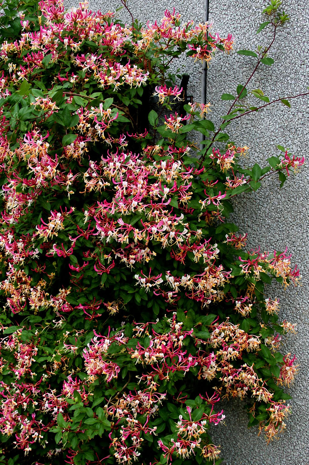 honeysuckle plant - image 4