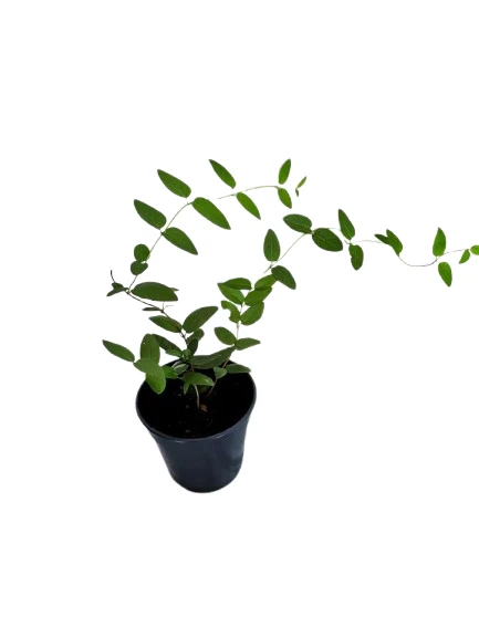 honeysuckle plant - image 5