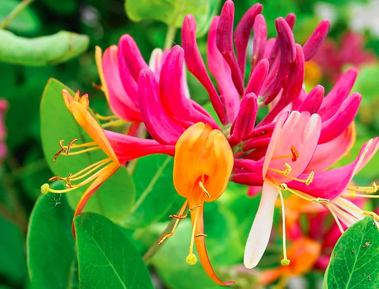 honeysuckle plant - image 6