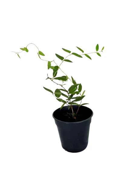 honeysuckle plant - image 7