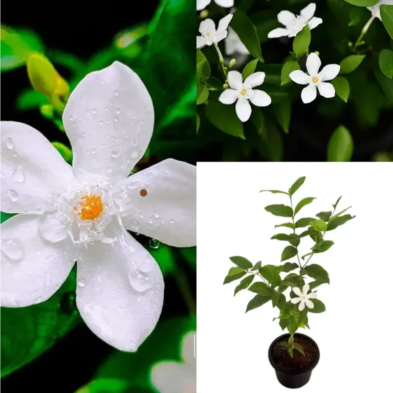 Idda plant