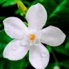 Idda plant - image 2