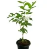 Idda plant - image 3
