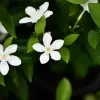 Idda plant - image 4