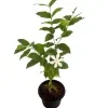 Idda plant - image 5