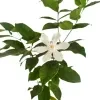Idda plant - image 6