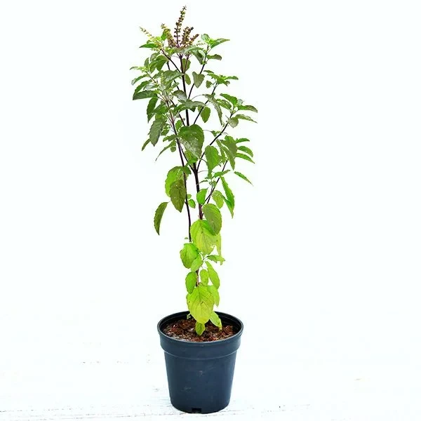 Krishna Thulsi Plant - image 2
