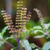 Krishna Thulsi Plant - image 3
