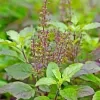 Krishna Thulsi Plant - image 4