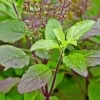 Krishna Thulsi Plant - image 5