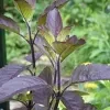 Krishna Thulsi Plant - image 6