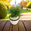 Kuru Atteria Plant in 12cm white barrel pot