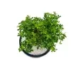 Kuru Atteria Plant in 12cm white barrel pot - image 2