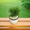 Kuru Atteria Plant in 12cm white barrel pot - image 3