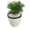Kuru Atteria Plant in 12cm white barrel pot - image 4