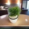 Kuru Atteria Plant in 12cm white barrel pot - image 5