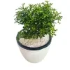 Kuru Atteria Plant in 12cm white barrel pot - image 6
