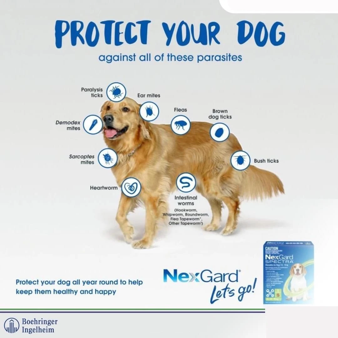 NEXGARD Spectra 150mg (1Tb) for Extra Large 30–60Kg Dogs - image 7