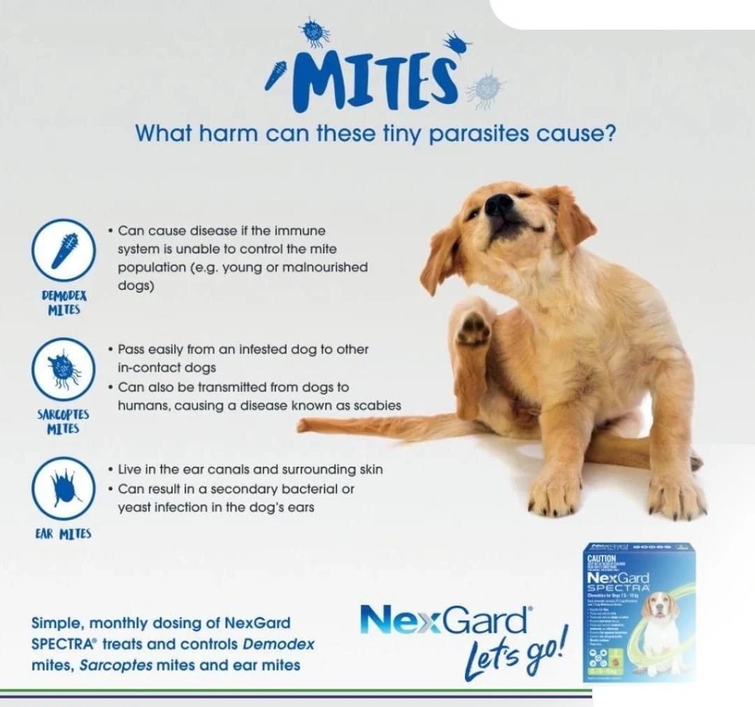 NEXGARD Spectra Chew 38mg (1 Tb) for Medium 7.5-15Kg Dog - image 5