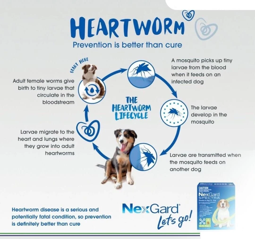 NEXGARD Spectra Chew 38mg (1 Tb) for Medium 7.5-15Kg Dog - image 4