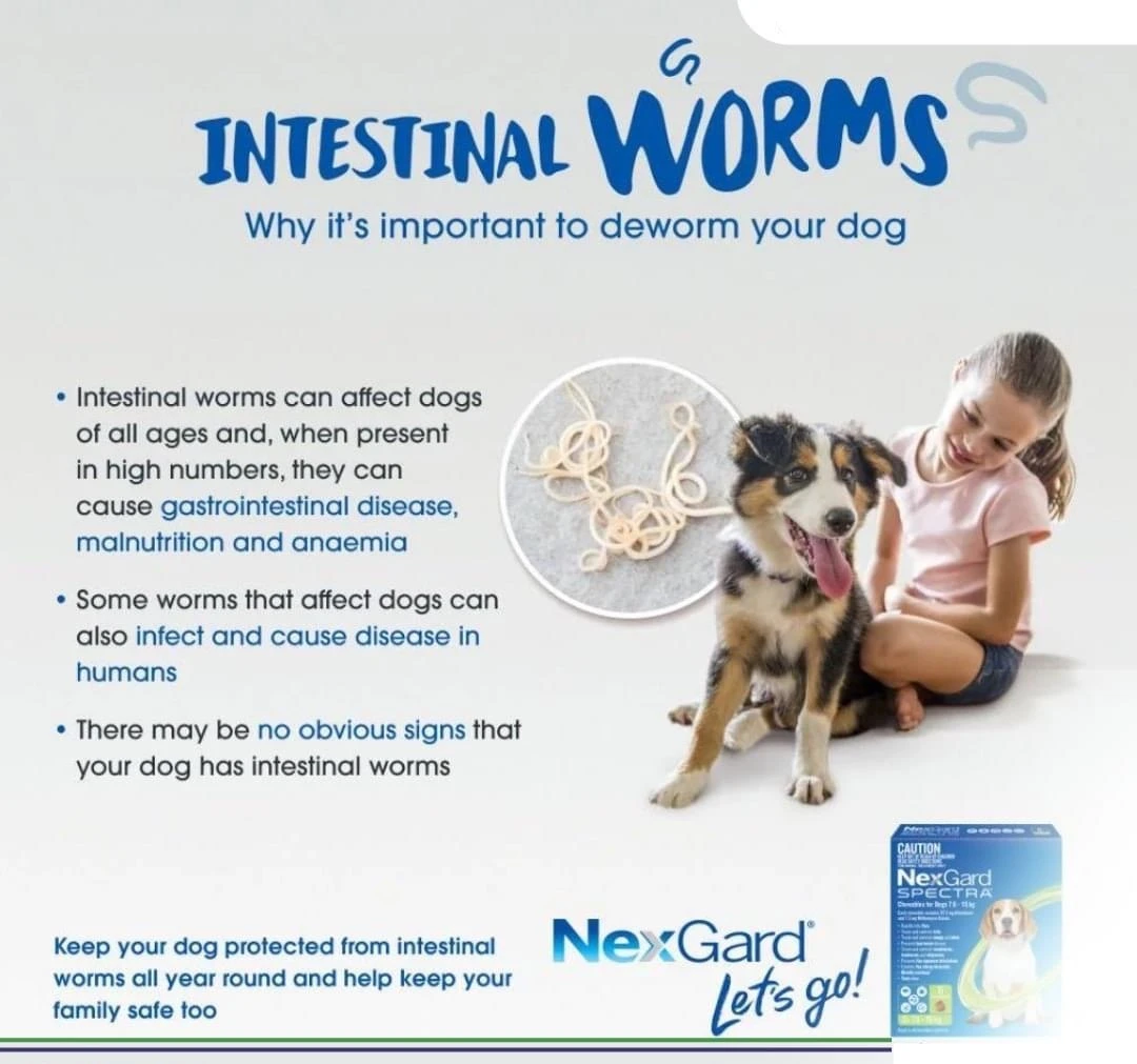 NEXGARD Spectra Chew 38mg (1 Tb) for Medium 7.5-15Kg Dog - image 3
