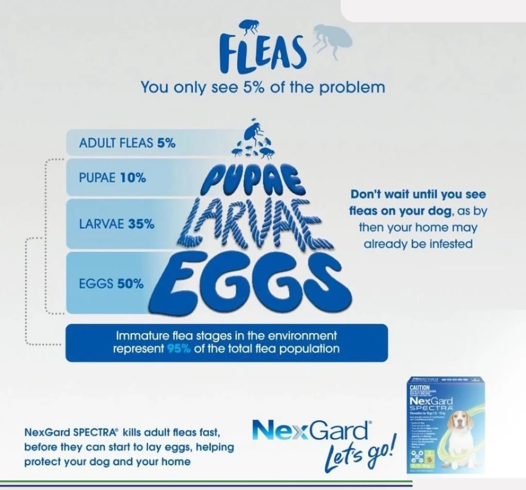 NEXGARD Spectra Chew 38mg (1 Tb) for Medium 7.5-15Kg Dog - image 6