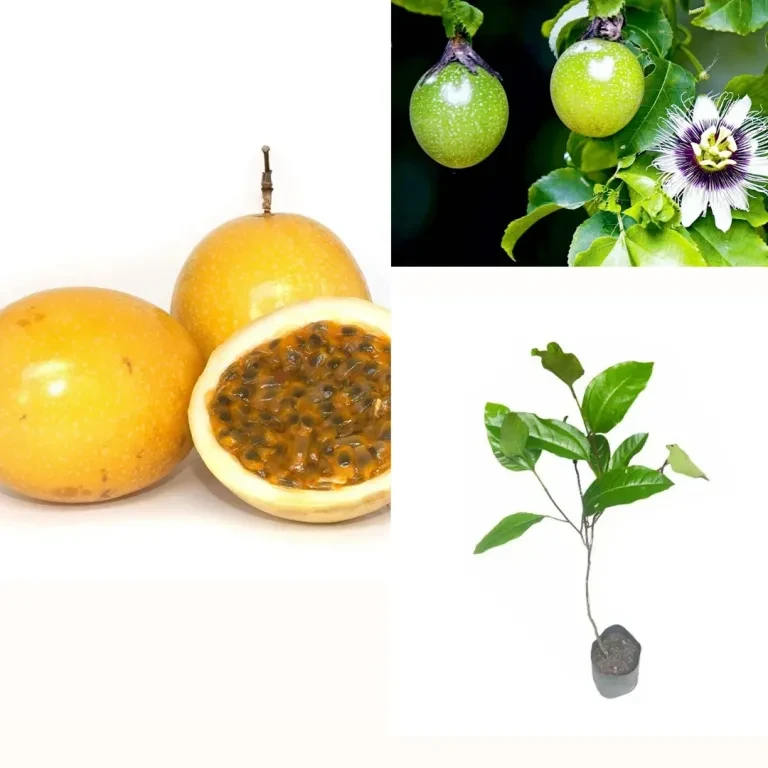 passion Fruit plant (yellow fruit) - image 1