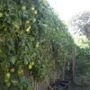 passion Fruit plant (yellow fruit) - image 2