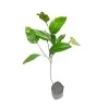 passion Fruit plant (yellow fruit) - image 3