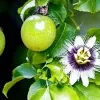 passion Fruit plant (yellow fruit) - image 4