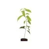 passion Fruit plant (yellow fruit) - image 5