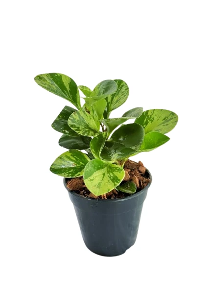 Peperomia Variegated Plant - image 2
