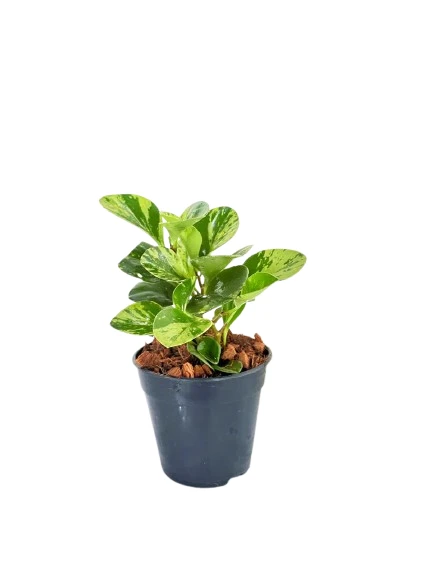 Peperomia Variegated Plant - image 3