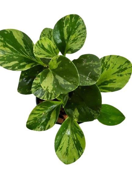 Peperomia Variegated Plant - image 4