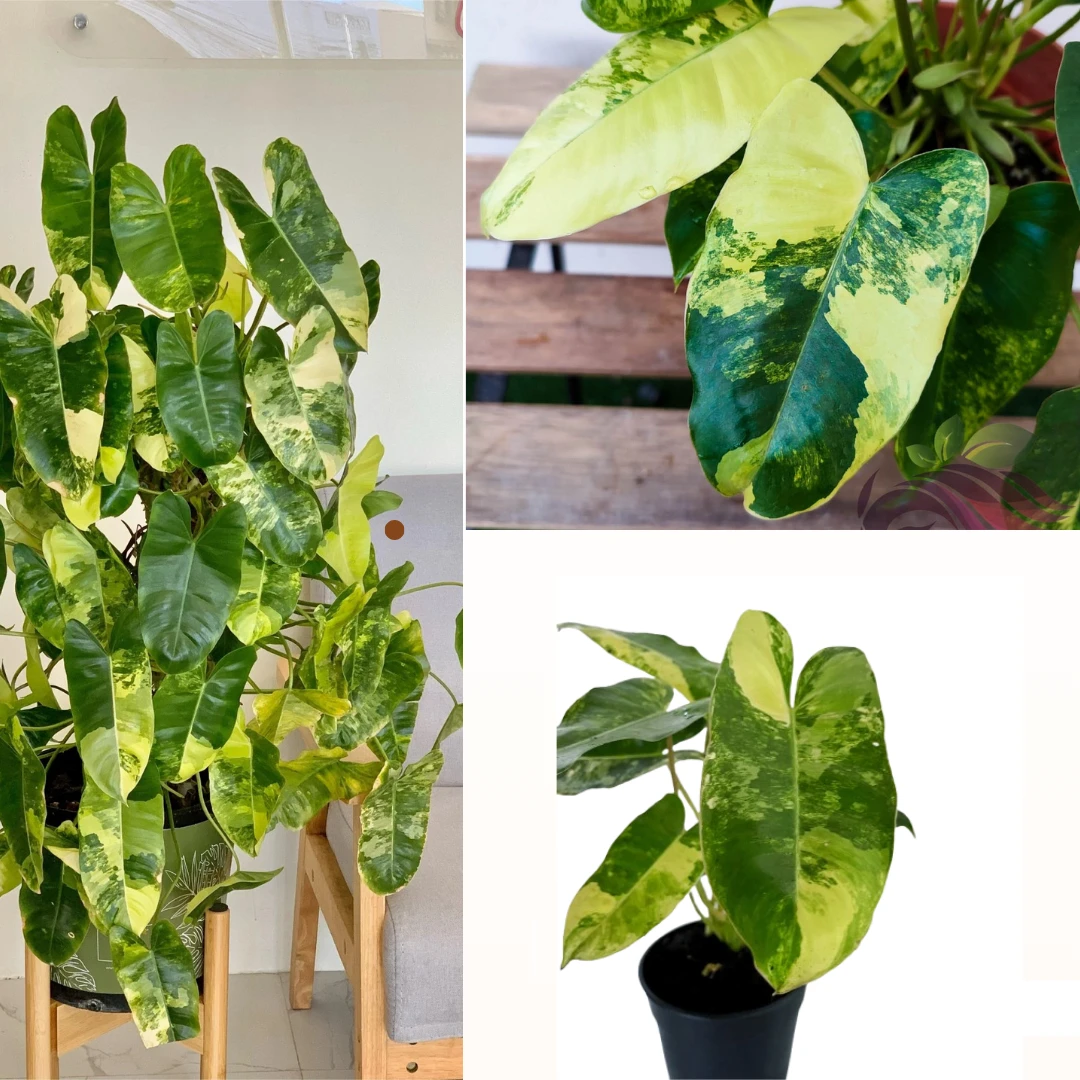 Philodendron Burle Marx variegated plant